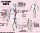 Büyük damarları ve arterler ile kalp-damar sistemi. Dolaşım sistemi. (İngilizce)